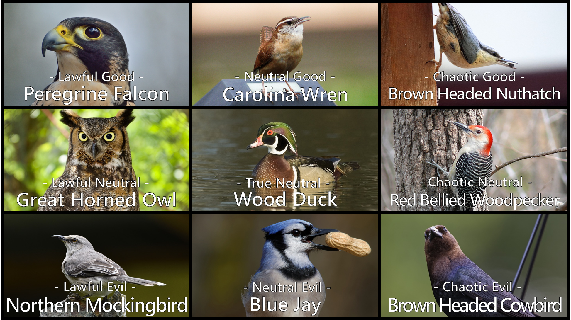 Bird Moral Alignment Chart