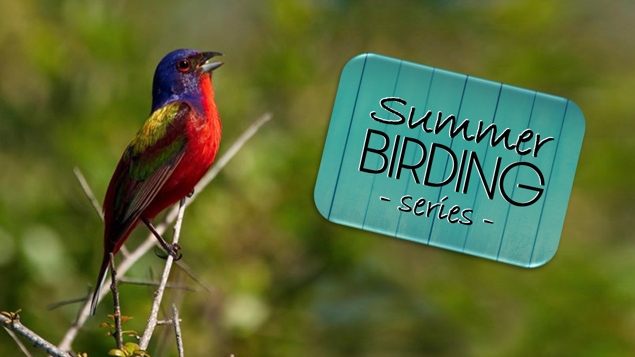 summer birding - sally siko